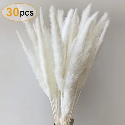 Obrázek produktu pro Pampová tráva, přírodní pampová tráva sušená pampová tráva Phragmites sušené květiny dekorace kytice pro domov