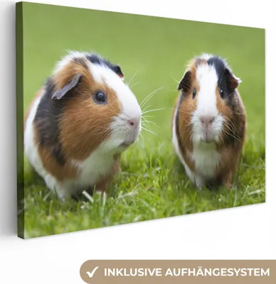 Produktbild von OneMillionCanvasses® - Leinwandbilder - 150x100 cm, Zwei Meerschweinchen, Wandbilder Kunstdruck Wanddekoration