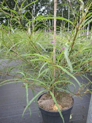 Produktbild von Farnblättriger Faulbaum Asplenifolia - Rhamnus frangula - 40-60cm