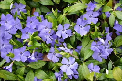 Produktbild von Stauden Gänge 3 x Vinca minor 'Blau' - Blaues Kleines / Kleinblättriges Immergrün - tolle Blütenpracht - sehr pflegeleicht - Winterhart - Bodendecker