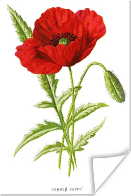 Produktbild von MuchoWow® Poster Blume - Rot - Vintage 40x60 cm - Plakate für die Wand - Poster Babyzimmer