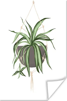 Produktbild von MuchoWow® Poster Pflanzen - Hängepflanze - Weiß 40x60 cm - Plakate für die Wand - Poster Babyzimmer