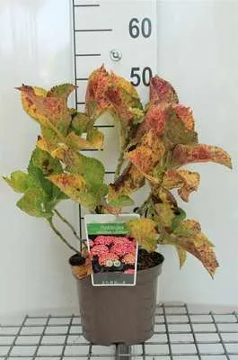 Image de Hydrangea macr. 'Leuchtfeuer' - Hortensias en conteneur 25- 30 cm