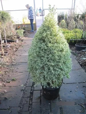 Produktbild von Japanischer Spindelstrauch Bravo - Euonymus japonicus Bravo - Formschnitt