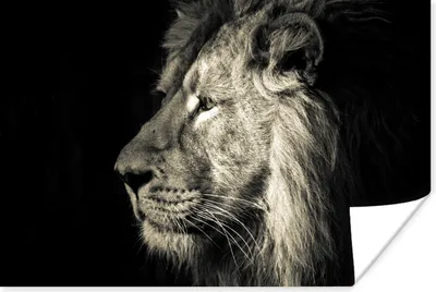 Produktbild von MuchoWow® Poster Löwe - Profil - Porträt 90x60 cm - Schlafzimmer