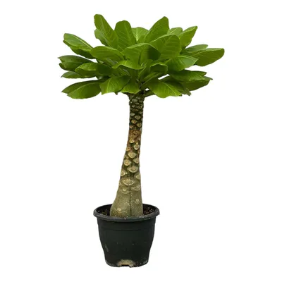 Produktbild von Vulkanpalme Brighamia insignis – Zimmerpflanze 25cm hoch – Ø12cm – Tropische Rarität mit glänzenden Blättern – Pflegeleicht & dekorativ – Auch bekannt als Hawaiianische Palme
