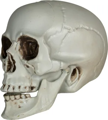 Produktbild von Deko Totenkopf mit beweglichem Unterkiefer für Halloween