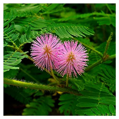 Produktbild von 50 Samen - Mimosa Pudica - Mimose