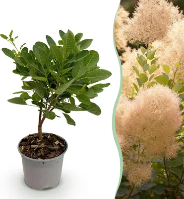 Produktbild von GreenboutiQ - Gartenpflanze - Cotinus coggyria Young Lady - Grün 1 Pflanze - Laubabwerfend - Wenig Pflege - Topf 12cm Höhe 35cm