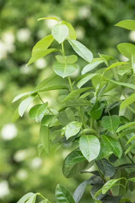 Zdjęcie produktu dla Prunus laurocerasus 'Ani', laur wiśniowy, zimozielony, 60-80 cm