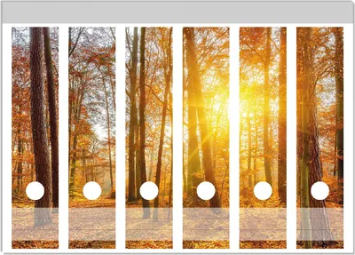 Produktbild von Wallario Ordnerrücken Sticker, selbstklebend für breite Ordner, 6 Stück, Motiv Sonnenuntergang im herbstlichen Wald
