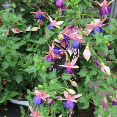 Produktbild von 1 getopfte Pflanze für den Balkon, Blumenkasten in Gärtnerqualität