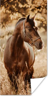Produktbild von MuchoWow® Poster Pferd - Sonne - Porträt - Natur - Braun 60x120 cm - Wandschmuck