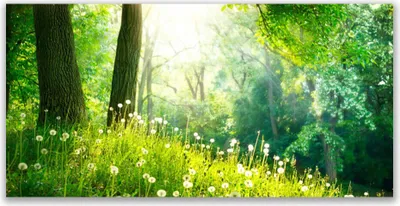 Produktbild von Glasbilder 140x70 Wandbild Druck auf Glas Wiese Natur
