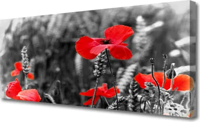 Produktbild von Tulup Leinwand-Bilder 125x50 Wandbild Canvas Kunstdruck Mohnblumen Pflanzen