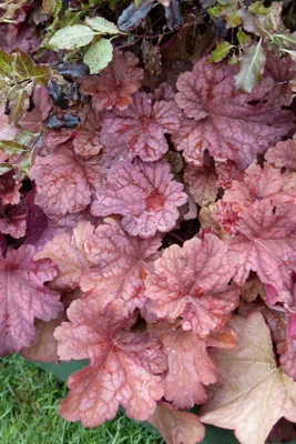 Produktbild von Heuchera villosa 'Berry Smoothie', Purpurglöckchen, rosa, ca. 11x11 cm Topf