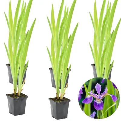 Immagine prodotto di Set di 6 piante di Iris Versicolor, varietà di giunchiglia, altezza 15-25 cm, in vaso da 9 cm