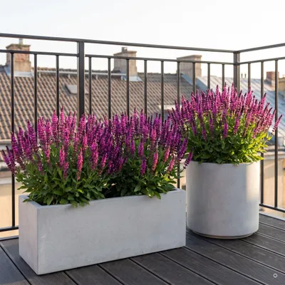 Produktbild von Stauden Gänge 10 x Salvia nemorosa 'Sensation Pink®' im 1 Liter Topf - Pinker Steppensalbei, 25-35 cm, kompakt, Blüte Juni bis August und September