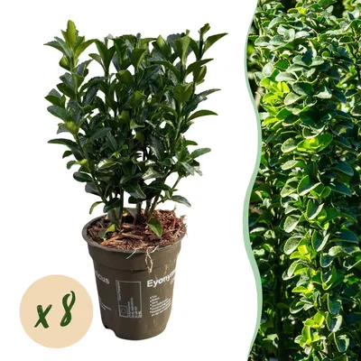 Image de Green boutiQ - Plantes de haie - Euonymus japonica Green Spire - feuillage vert - 8 plants - 1 mètre linéaire - à feuillage persistant - pot de 9 cm, hauteur 20-25 cm