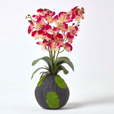 Image de HOMESCAPES Fleurs artificielles Phalaenopsis Orchidée rose avec un socle naturel, 60 cm de haut