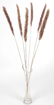 Image de Herbe de pampa naturelle 75 cm 6 pcs