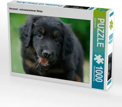 Produktbild von CALVENDO Puzzle Hovawart - schwarzmarkener Welpe | 1000 Teile Lege-Größe 64x48cm Foto-Puzzle für glückliche Stunden