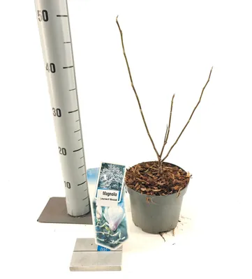 Immagine prodotto di Magnolia 'Leonard Messel' - Magnolia tulipifera | 30-40 cm in vaso