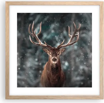 Produktbild von Gerahmtes Poster - Rahmen in heller Eiche - Hirsch Hirsch Winter - 40x40 cm - Wand Bild - Wanddeko - Wandbilder - Kunstposter - Wandposter - Bilderrahmen - Bilder - Kunstdruck - P2NAC40x40-4998