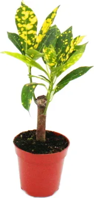 Zdjęcie produktu dla Mini roslina - Croton - Codiaeum - Cudowny krzew - Idealny do malych misek i sloików - Mala roslina w doniczce 5,5 cm