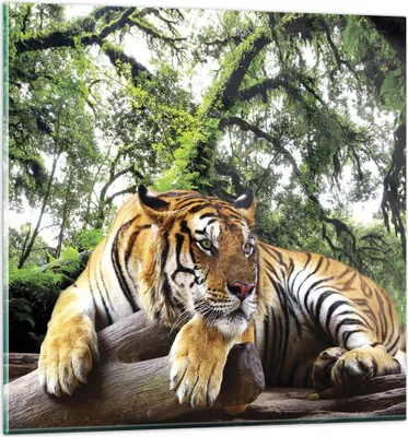 Produktbild von Bilder auf glas - Einteilig - Tiger Dschungel Ruhe - 70x70cm - Glasbilder - Wandbilder - Bilder - zum Aufhängen bereit - Wanddekoration aus Glas - Glas Bilder - Wandbild auf Glas - GAC70x70-4166