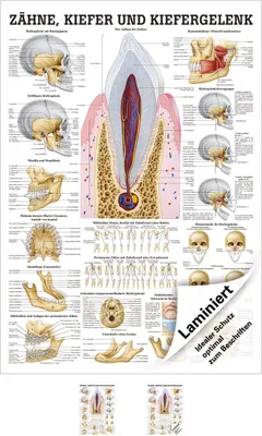 Produktbild von Zähne und Kiefergelenk Lehrtafel Anatomie 100x70 cm medizinische Lehrmittel