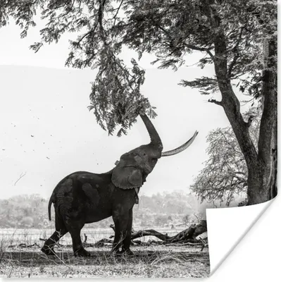 Produktbild von MuchoWow® Poster Elefant, der an einem Ast zieht, in Schwarz-Weiß 75x75 cm - Wand Dekoration
