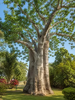 Produktbild von SaatPilot Adansonia digitata 250 Samen Afrikanischer Affenbrotbaum