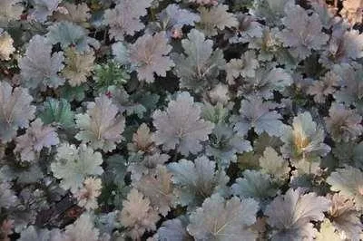 Produktbild von 6 x  Heuchera hybr. 'Binoche'® - Purpurglöckchen - Topf 9 x 9 cm