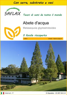 Immagine prodotto di SAFLAX Insieme di coltivazione - Abete d'acqua  - 60 semi - Metasequoia