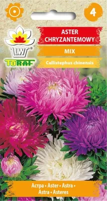 Immagine prodotto di Crisantemo aster MIX 1g