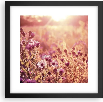 Produktbild von Gerahmtes Poster - Schwarzer Rahmen - Wiese Blumen Sonne - 30x30 cm - Wand Bild - Wanddeko - Wandbilder - Kunstposter - Wandposter - Bilderrahmen - Bilder - Kunstdruck - P2BAC30x30-4819