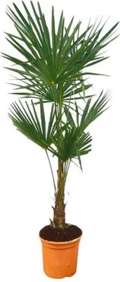 Zdjęcie produktu dla Trachycarpus fortuneii – chińska palma konopna – egzotyczna roślina pokojowa i ogrodowa – wysokość ok. 150 cm – doniczka Ø27 cm