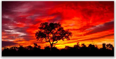 Produktbild von Glasbilder 120x60 Wandbild Druck auf Glas Baum Landschaft