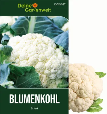 Produktbild von Blumenkohl Erfurt Samen - Brassica oleracea - Blumenkohlsamen - Gemüsesamen - Saatgut für 80 Pflanzen