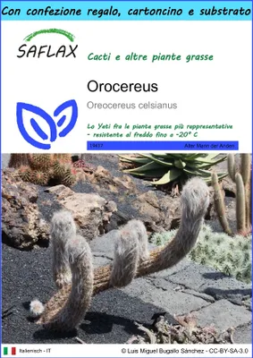 Immagine prodotto di SAFLAX Set regalo - Orocereus - 40 semi - Oreocereus