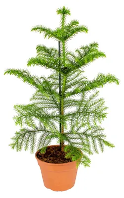 Produktbild von Araucaria Heterophylla, Zimmertanne, 40-50 cm, Topf 14 cm