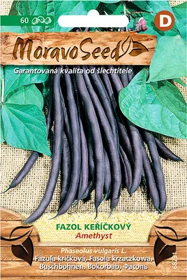 Produktbild von Strauchbohnen AMETHYST MoravoSeed lila