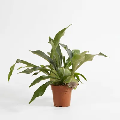 Produktbild von Platycerium Bifurcatum, Geweihfarn, 30-35 cm, Topf 12 cm, KI-generiertes Bild