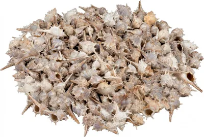 Produktbild von Murex trapa Länge ca. 3-7cm, verpackt im Beutel mit 1kg | Muscheln und Schnecken