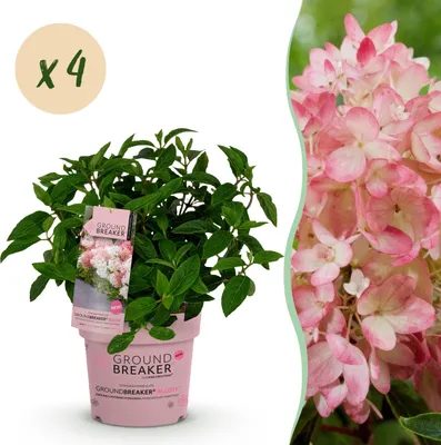 Produktbild von Hydrangea panniculata Groundbreaker Blush - Hortensie - winterhart - Rosa - 4 Pflanzen - 20-25cm - Ø14cm - Gartenpflanze