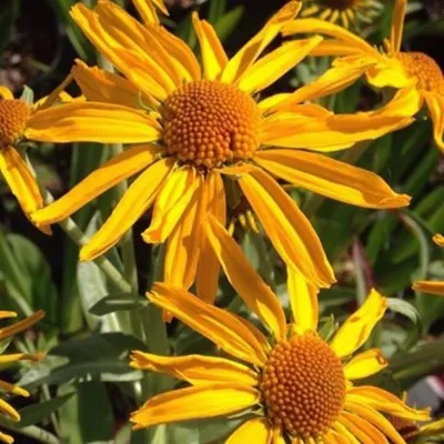 Obrázek produktu pro 6 x Slunečnice obručovitá - Helenium hoopesii | Květináč 9cm x 9cm