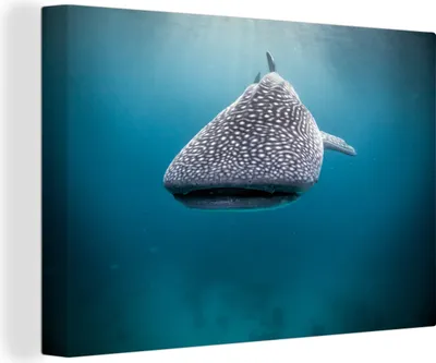Produktbild von OneMillionCanvasses® - Leinwandbilder - 150x100 cm, Walhai, Wandbilder Kunstdruck Wanddekoration
