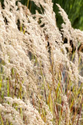Produktbild von Achnatherum calamagrostis, Silberährengras, ca. 9x9 cm Topf