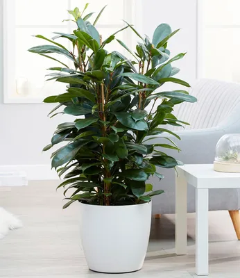 Produktbild von BALDUR-Garten 1x Afrikanischer Feigenbaum ca. 100-110 cm hoch, Pflanze im 21 cm-Topf, Ficus cyathistipula, Zimmerpflanze luftreinigend, Grünpflanze, mehrjährig - frostfrei halten